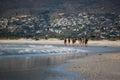 Horse riders at the beach with mountains in South Africa, Cape Town Royalty Free Stock Photo