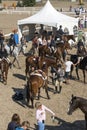 Horse riders in preparation Royalty Free Stock Photo