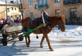 Horse rides children on a sleigh in winter.