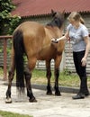 Girl grooming horse Royalty Free Stock Photo