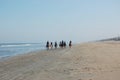 Horse riding along the shore