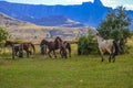 Horse riding in Drakensberg Maluti mountains in South Africa Royalty Free Stock Photo