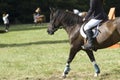 Horse riding lessons Royalty Free Stock Photo