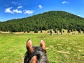 Horse riding in nature Royalty Free Stock Photo