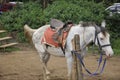 Horse riding Royalty Free Stock Photo