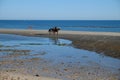 horse riding on Sandy Beach Puerto Penasco Mexico