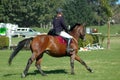 Horse riding sport Royalty Free Stock Photo