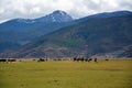 Horse riding to snow mountain trip Royalty Free Stock Photo