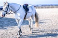 Horse riding . Young girl riding a horse . Equestrian sport in details. Royalty Free Stock Photo