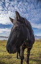 Horse on the Ringroad Royalty Free Stock Photo