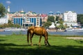 Horse at the river against the background of city Royalty Free Stock Photo