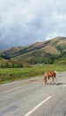 A horse on a road in the basque country, France