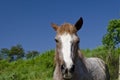 Horse on the road