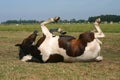 Horse rolling Royalty Free Stock Photo