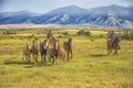 Horse round up on Montana ranch, photo art Royalty Free Stock Photo