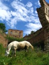 Horse and ruins