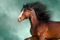 Horse run against sky Royalty Free Stock Photo