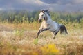 Horse run in camomile field Royalty Free Stock Photo