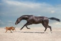 Horse run with dog Royalty Free Stock Photo