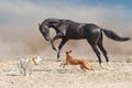 Horse run with dog i Royalty Free Stock Photo