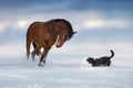 Horse run with dog in snow Royalty Free Stock Photo