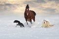 Horse run with dogs Royalty Free Stock Photo