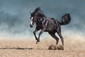 Horse run in dust Royalty Free Stock Photo