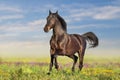 Horse run in flowers Royalty Free Stock Photo
