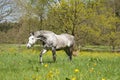 Horse run free on meadow, beautiful apple mildew Royalty Free Stock Photo