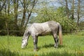 Horse run free on meadow, beautiful apple mildew Royalty Free Stock Photo