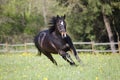 Quarter Horse run free in meadow