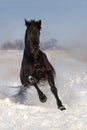 Horse run in snow Royalty Free Stock Photo