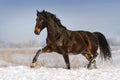 Horse run in snow Royalty Free Stock Photo