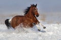 Horse run fun in snow Royalty Free Stock Photo