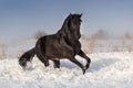 Horse run fun in snow Royalty Free Stock Photo