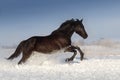 Horse run in winter snow day Royalty Free Stock Photo