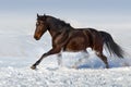 Horse run fun in winter snow Royalty Free Stock Photo