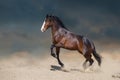 Horse run gallop in desert Royalty Free Stock Photo