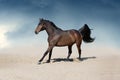 Horse run gallop in desert Royalty Free Stock Photo