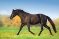 Horse trotting on green field Royalty Free Stock Photo