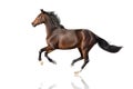 Horse run gallop isolated Royalty Free Stock Photo