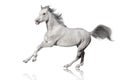 Horse run gallop isolated on white backround Royalty Free Stock Photo