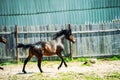 Horse run gallop in meadow Royalty Free Stock Photo