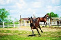 Horse run gallop in meadow Royalty Free Stock Photo