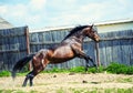 Horse run gallop in meadow Royalty Free Stock Photo