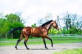 Horse run gallop in meadow Royalty Free Stock Photo