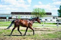 Horse run gallop in meadow Royalty Free Stock Photo