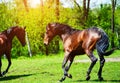 Horse run gallop in meadow Royalty Free Stock Photo