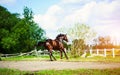 Horse run gallop in meadow Royalty Free Stock Photo