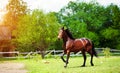 Horse run gallop in meadow Royalty Free Stock Photo